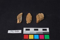 獸骨藏品圖，第2張