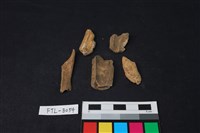 獸骨藏品圖，第2張