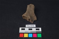 獸骨藏品圖，第2張