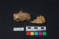 獸骨藏品圖，第1張