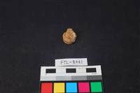 獸骨藏品圖，第1張