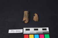 獸骨藏品圖，第2張