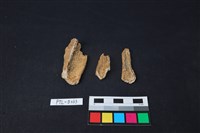 獸骨藏品圖，第1張