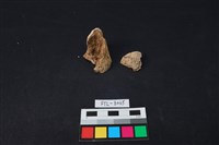 獸骨藏品圖，第2張