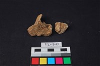 獸骨藏品圖，第3張