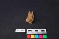 獸骨藏品圖，第3張