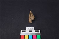 獸骨藏品圖，第1張