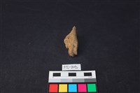 獸骨藏品圖，第2張