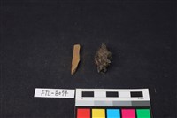 獸骨藏品圖，第2張