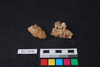 豬骨藏品圖，第1張