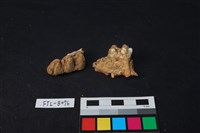 豬骨藏品圖，第2張