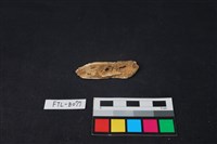 獸骨藏品圖，第2張