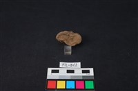 鹿骨藏品圖，第3張