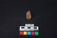 獸骨藏品圖，第2張