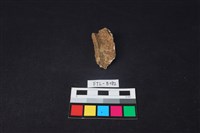 獸骨藏品圖，第1張