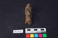 獸骨藏品圖，第2張