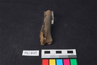 獸骨藏品圖，第3張