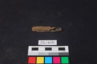 獸骨藏品圖，第2張