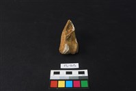 鹿骨藏品圖，第2張