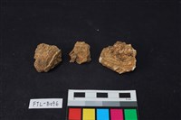 獸骨藏品圖，第1張