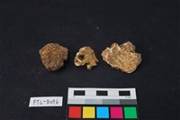 獸骨藏品圖，第2張