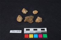 獸骨藏品圖，第1張