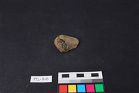 獸骨藏品圖，第2張