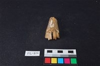 鹿骨藏品圖，第2張