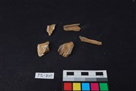 獸骨藏品圖，第1張