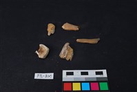 獸骨藏品圖，第2張