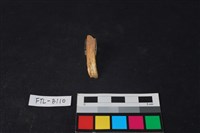 獸骨藏品圖，第1張