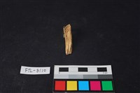 獸骨藏品圖，第2張