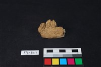 鹿骨藏品圖，第1張