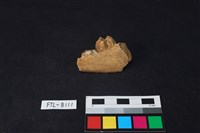 鹿骨藏品圖，第2張