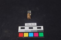 獸骨藏品圖，第1張