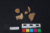 獸骨藏品圖，第2張