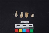 獸骨藏品圖，第1張