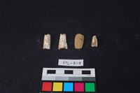 獸骨藏品圖，第2張