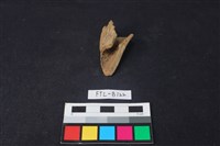 獸骨藏品圖，第1張