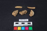 獸骨藏品圖，第1張