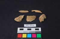 獸骨藏品圖，第2張