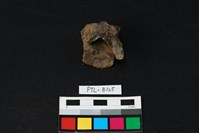 鹿骨藏品圖，第2張