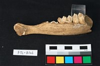 鹿骨藏品圖，第1張