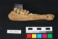 鹿骨藏品圖，第2張