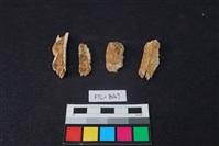 獸骨藏品圖，第1張