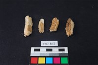 獸骨藏品圖，第2張