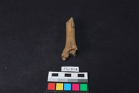 獸骨藏品圖，第1張