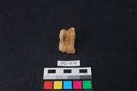 獸骨藏品圖，第2張