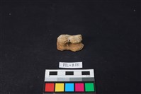 獸骨藏品圖，第3張