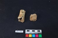 豬骨藏品圖，第1張